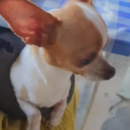 Проживание в семье Indie7house